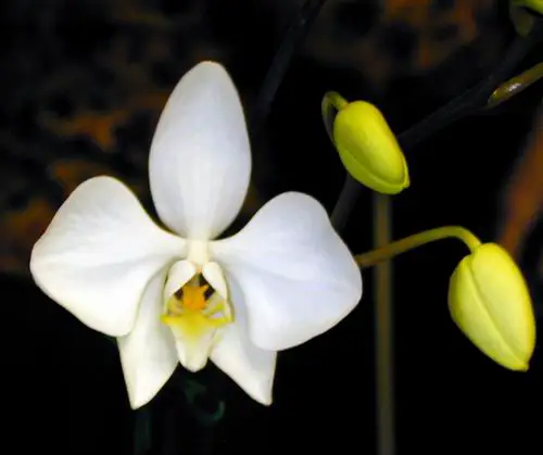 Phalaenopsis Amabilis Subsp. Rosenstromii