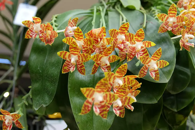  Phalaenopsis Amboinensis