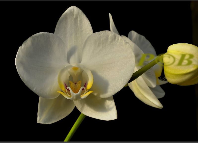 Phalaenopsis Aphrodite Subsp. Aphrodite