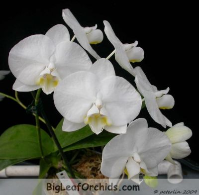 Phalaenopsis Aphrodite Subsp. Formosana