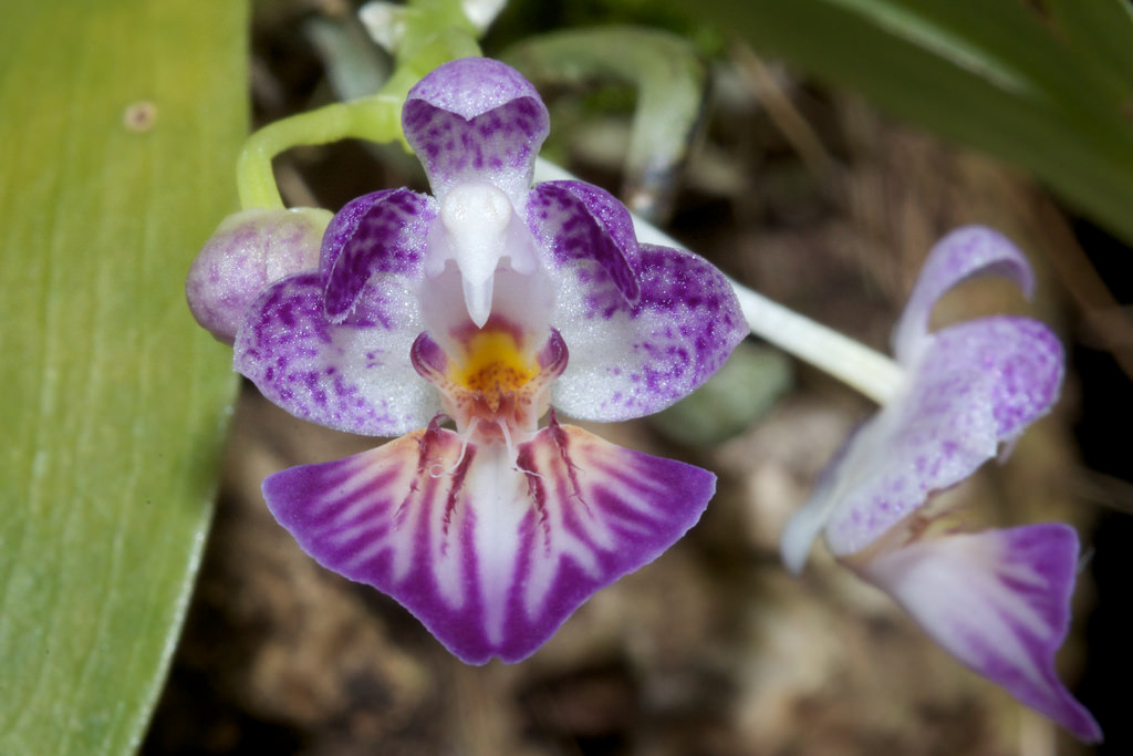 Phalaenopsis Appendiculata