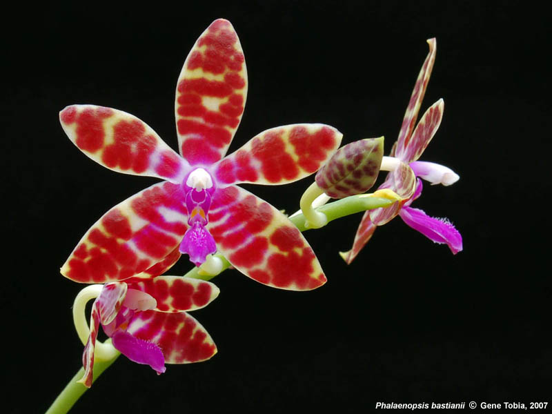 Phalaenopsis Bastianii