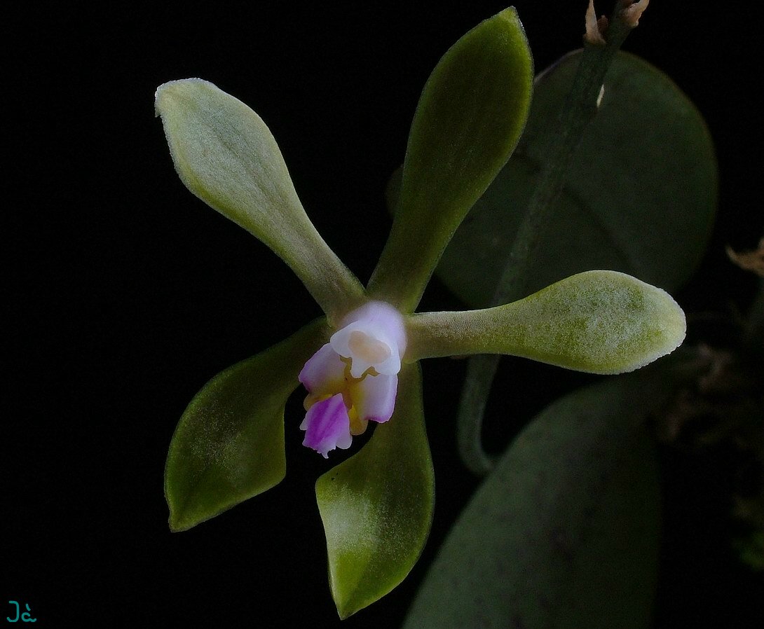 Phalaenopsis Braceana