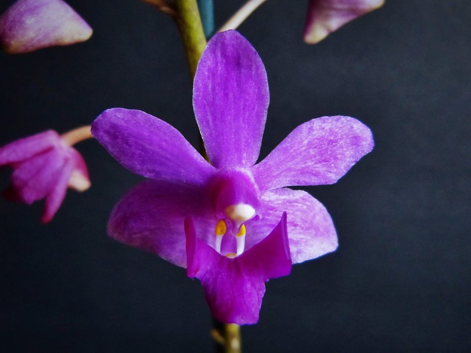 Phalaenopsis Buyssoniana