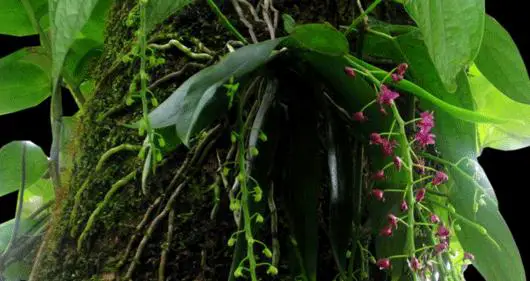 Phalaenopsis Cacharensis