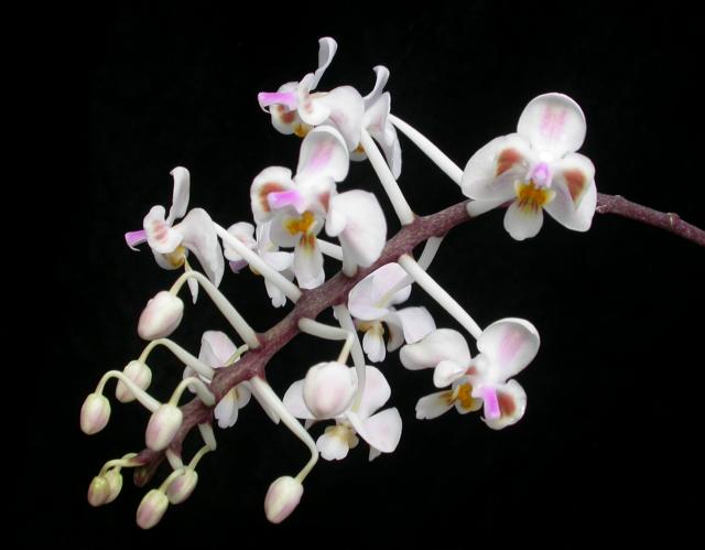 Phalaenopsis Celebensis