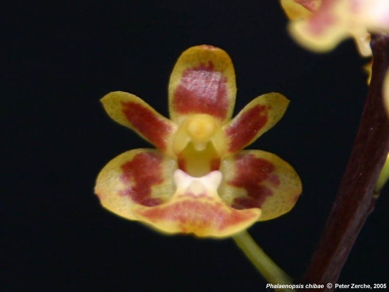 Phalaenopsis Chibae