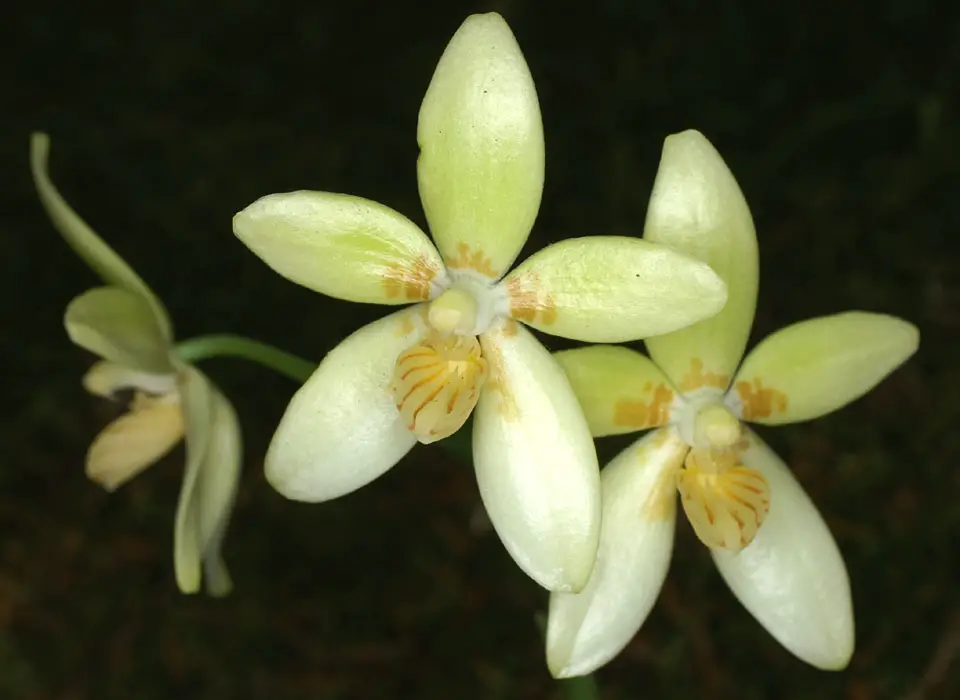 Phalaenopsis Cochlearis