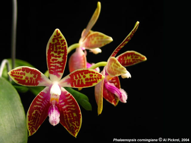 Phalaenopsis Corningiana