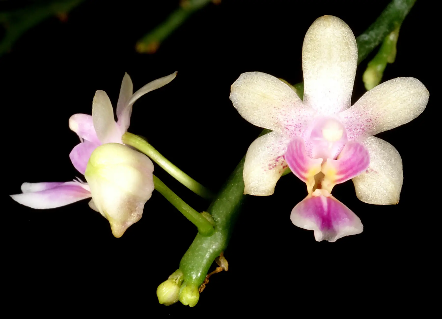Phalaenopsis Deliciosa Subsp. Deliciosa