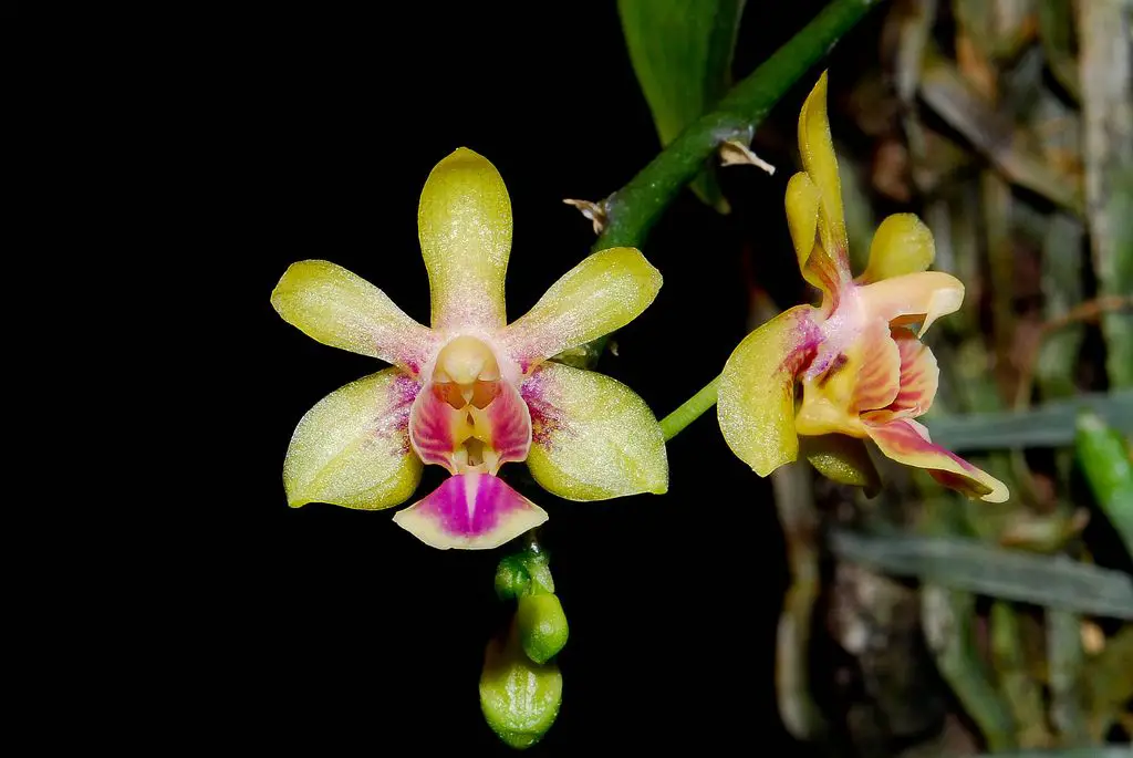 Phalaenopsis Deliciosa Subsp. Hookeriana