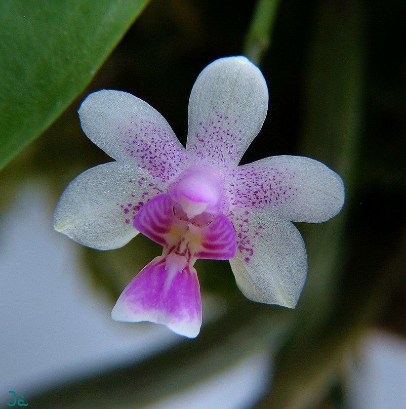 Phalaenopsis Deliciosa