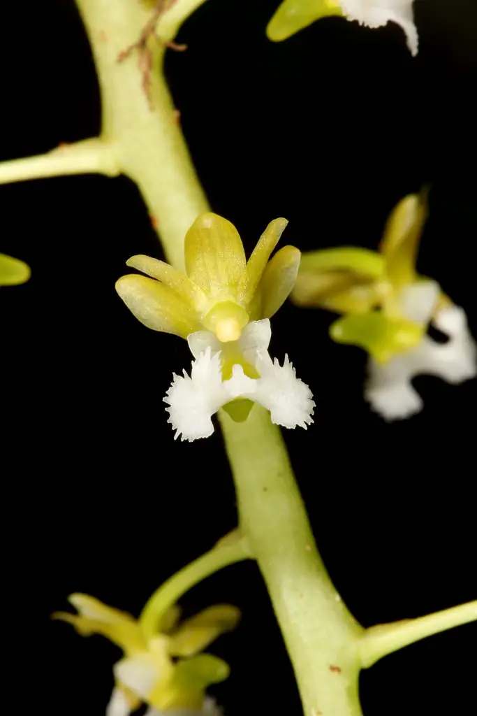Phalaenopsis Difformis var. Kinabaluensis