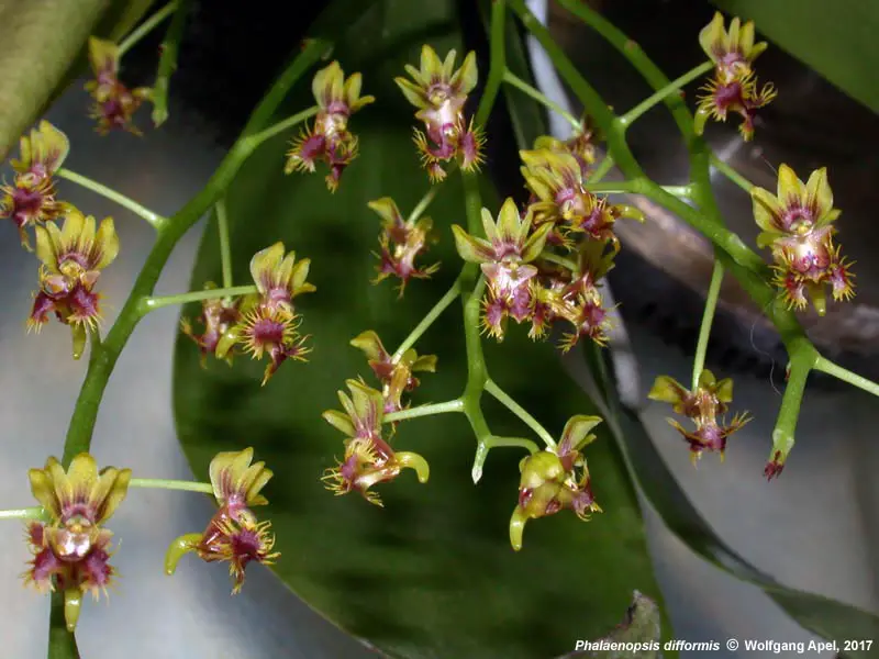 Phalaenopsis Difformis