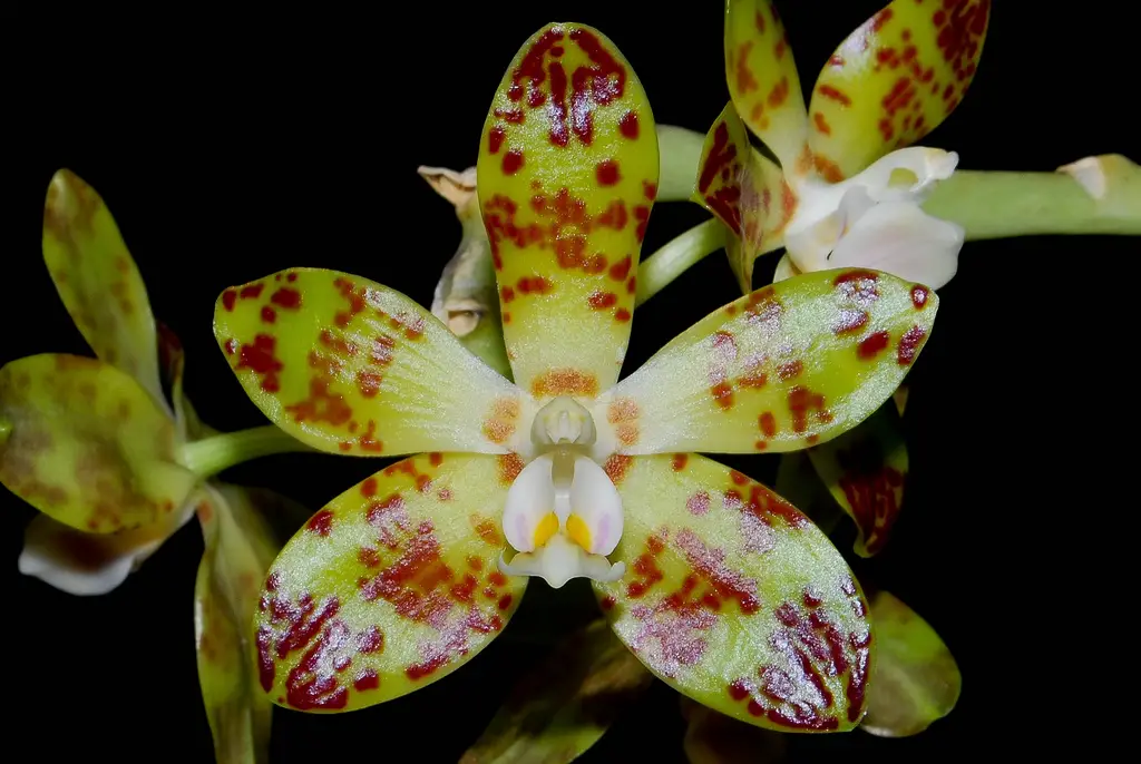 Phalaenopsis Doweryënsis