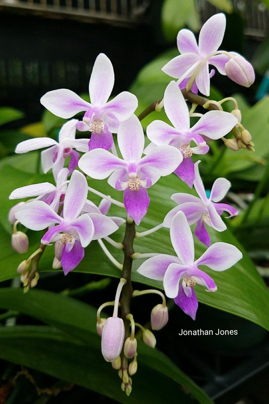 Phalaenopsis Equestris