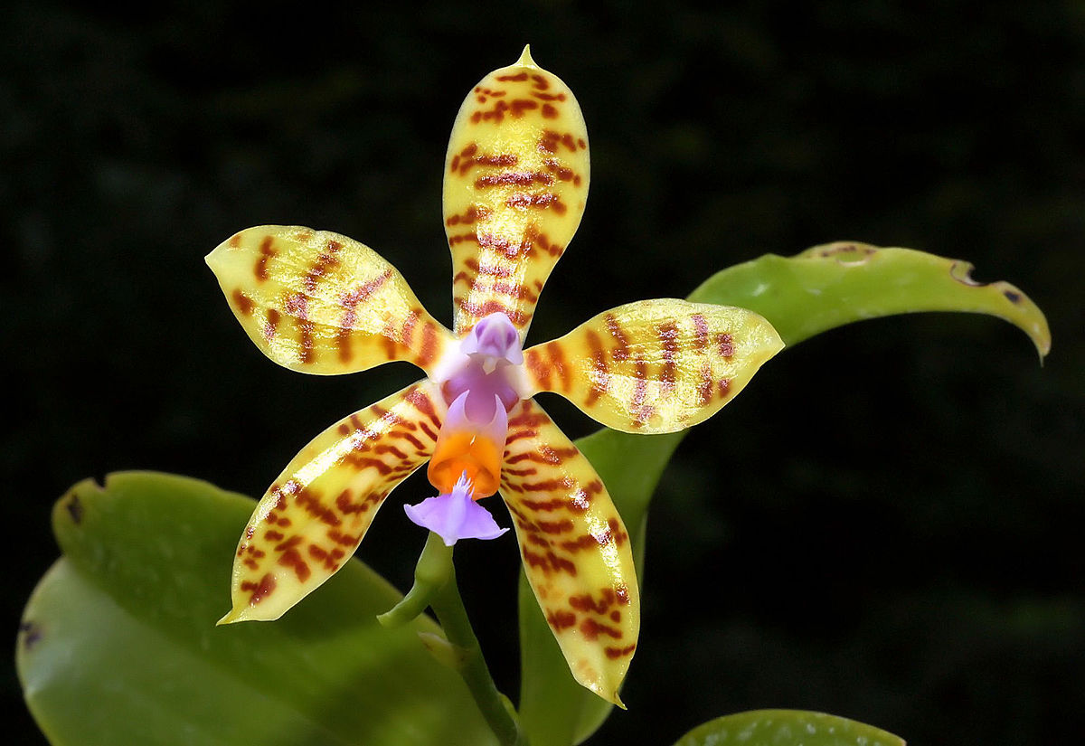 Phalaenopsis Fasciata