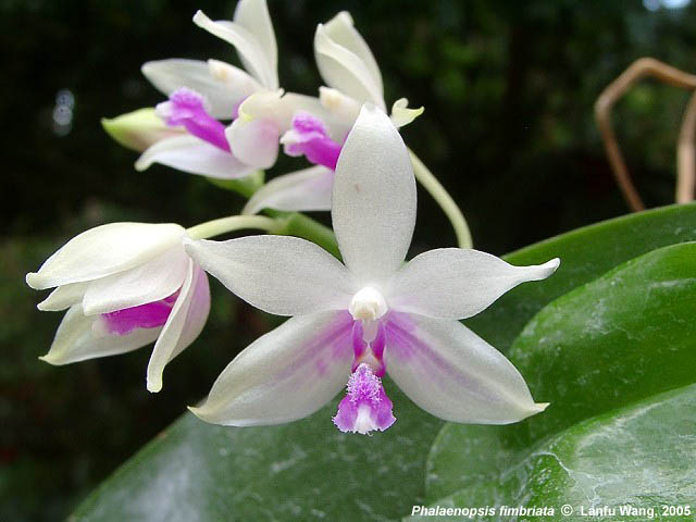 Phalaenopsis Fimbriata