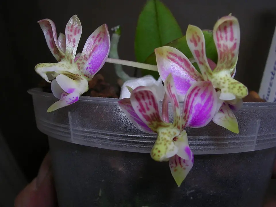 Phalaenopsis Finleyi Christenson
