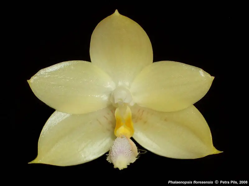 Phalaenopsis Floresensis