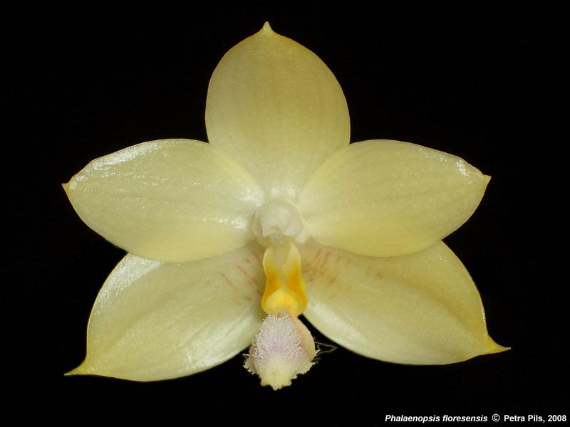 Phalaenopsis Floresensis