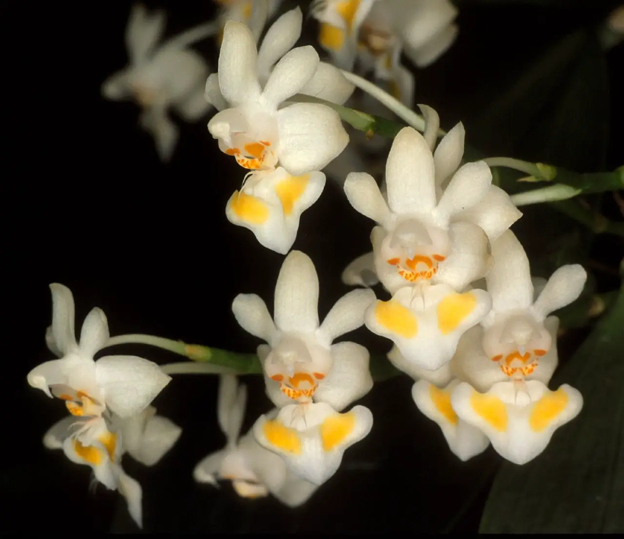 Phalaenopsis Gibbosa