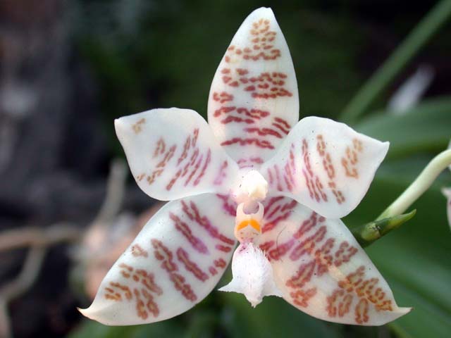 Phalaenopsis Hieroglyphica