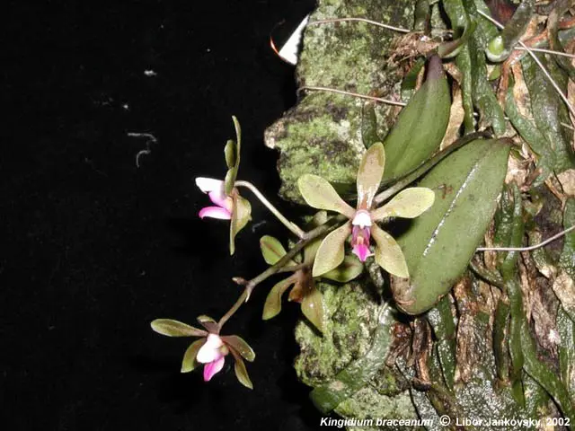 Phalaenopsis Honghenensis