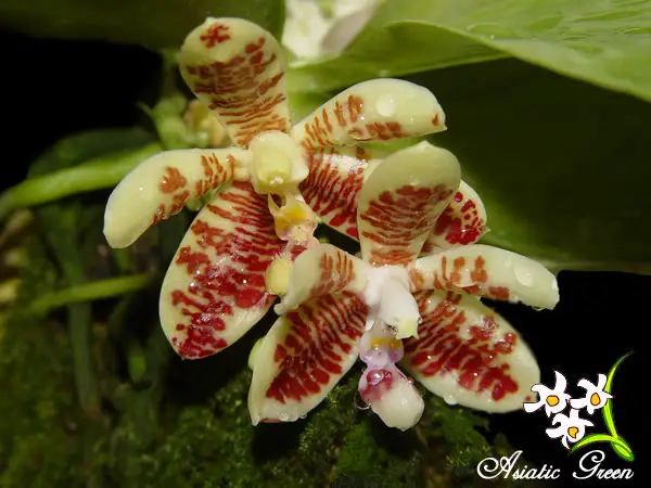 Phalaenopsis Inscriptiosinensis