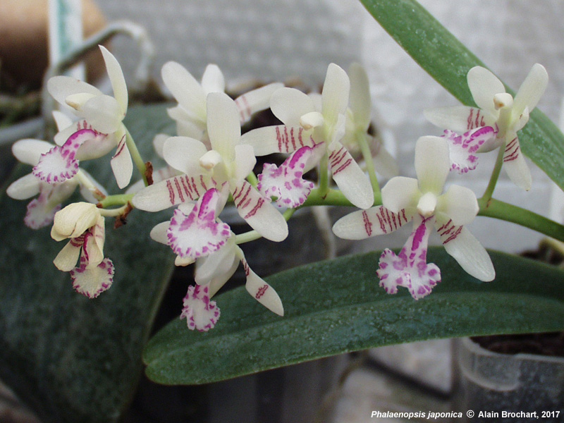 Phalaenopsis Japonica