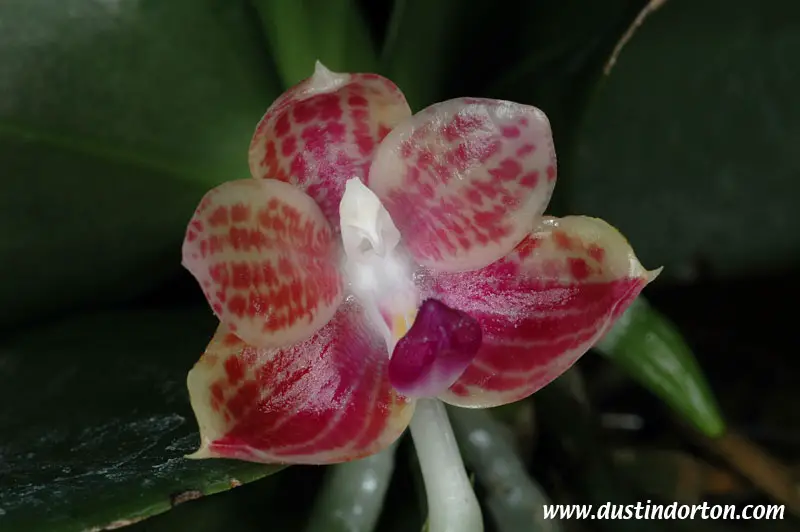 Phalaenopsis Javanica