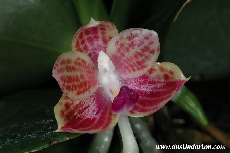 Phalaenopsis Javanica