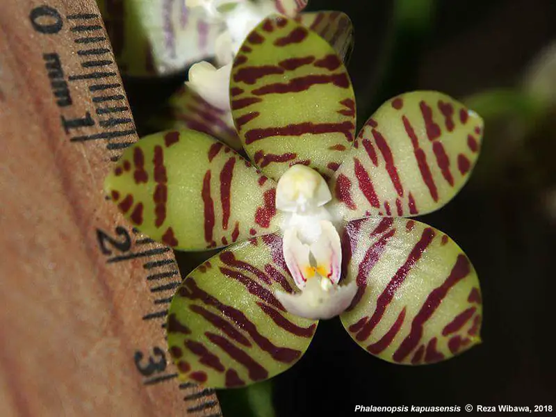 Phalaenopsis Kapuasensis