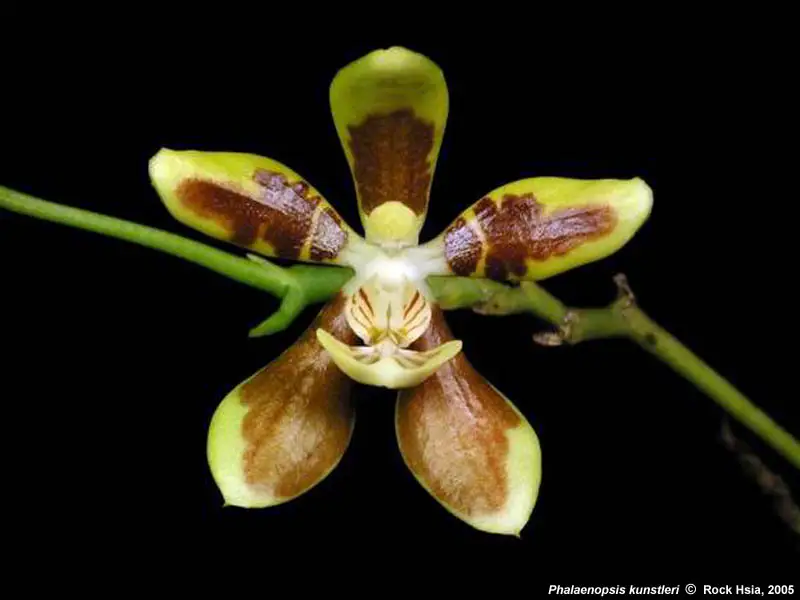 Phalaenopsis Kunstleri