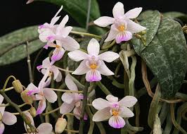 Phalaenopsis Lindenii