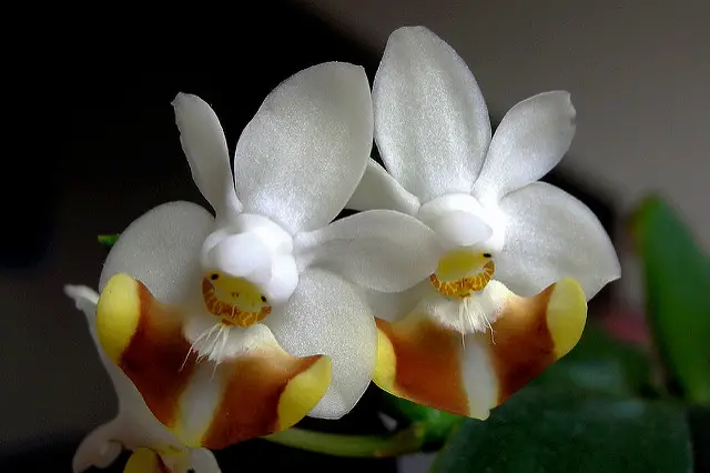  Phalaenopsis Lobbii