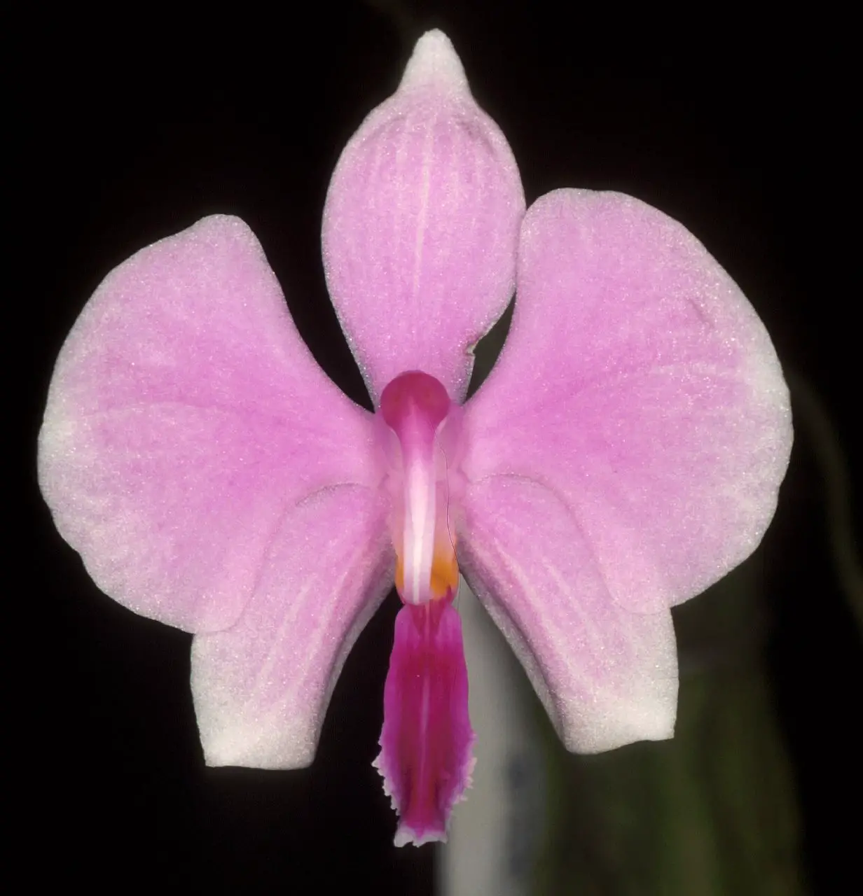 Phalaenopsis Lowii