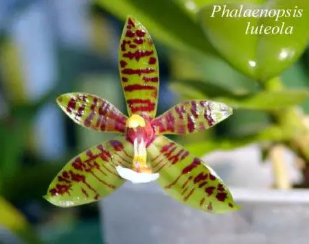 Phalaenopsis Luteola