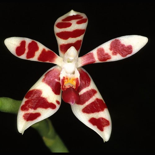 Phalaenopsis Maculata