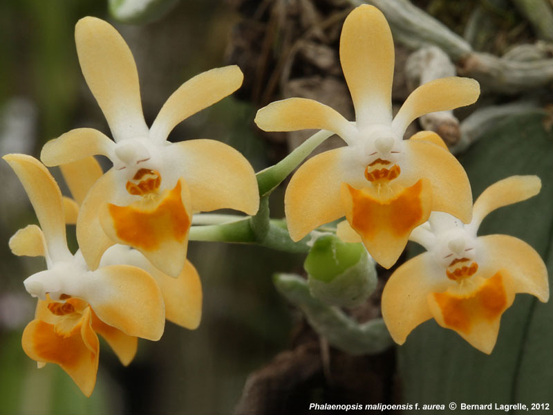 Phalaenopsis Malipoensis