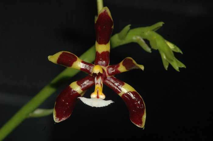 Phalaenopsis Mannii