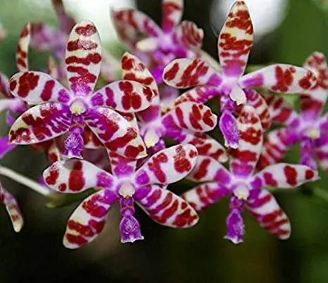 Phalaenopsis Mariae