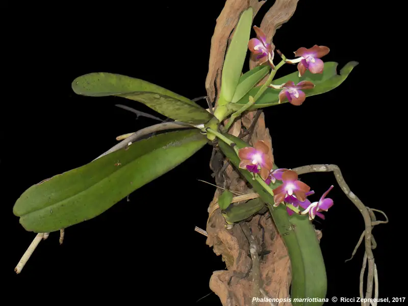  Phalaenopsis Marriottiana