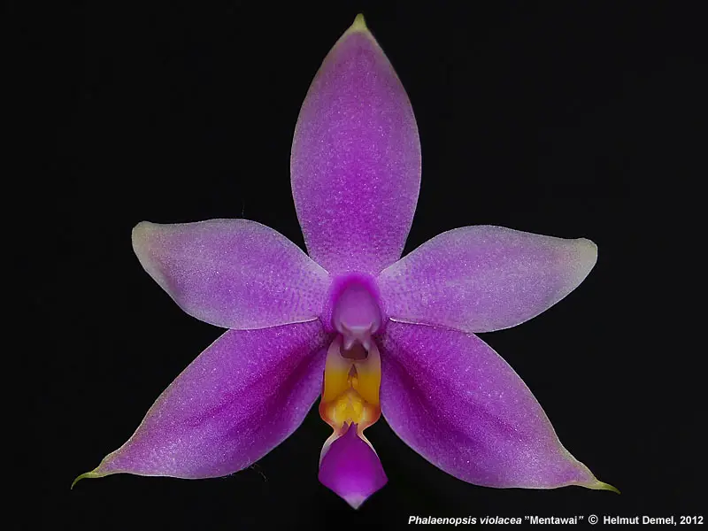 Phalaenopsis Mentawaiensis