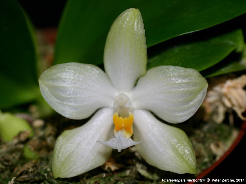 Phalaenopsis Micholitzii