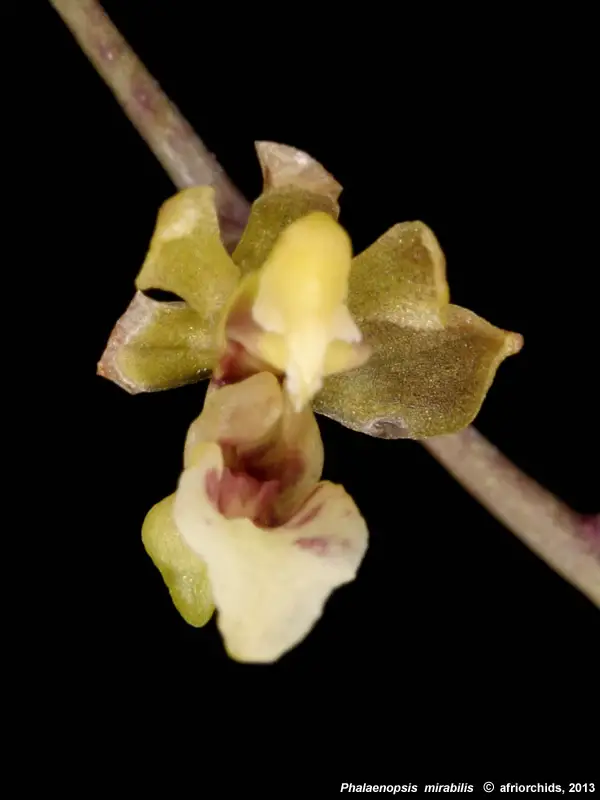 Phalaenopsis Mirabilis
