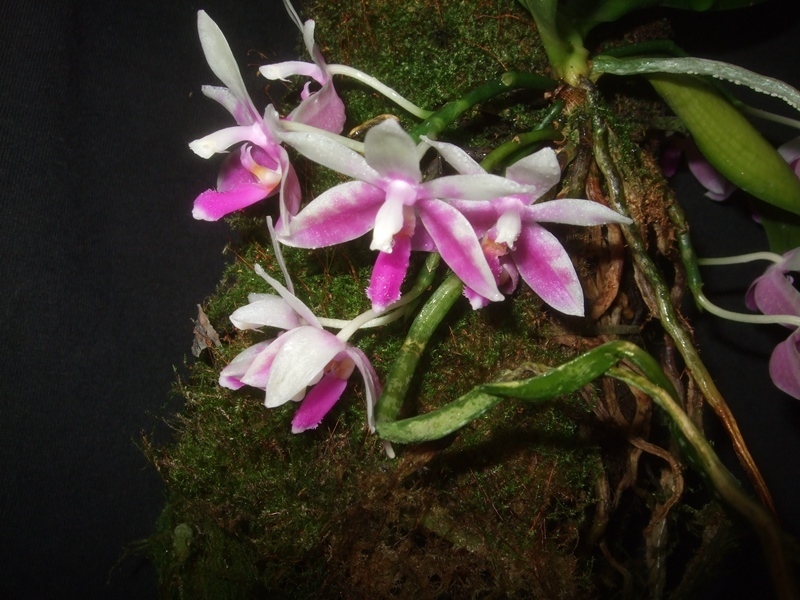 Phalaenopsis Modesta