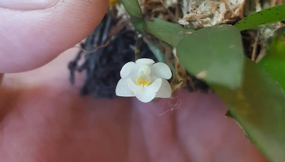 Phalaenopsis Mysorensis