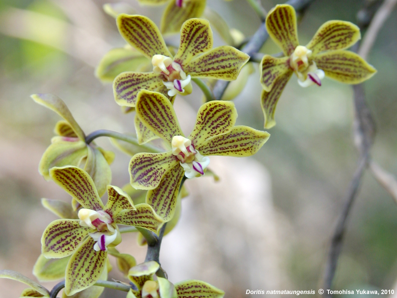 Phalaenopsis Natmataungensis