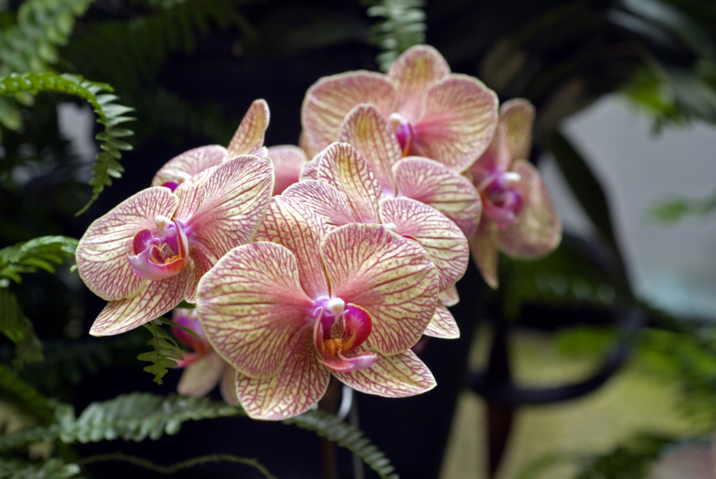 Phalaenopsis Nivacolor